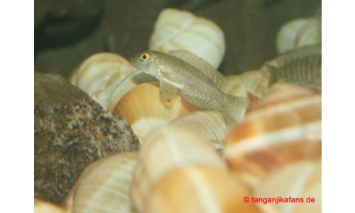 Lamprologus callipterus